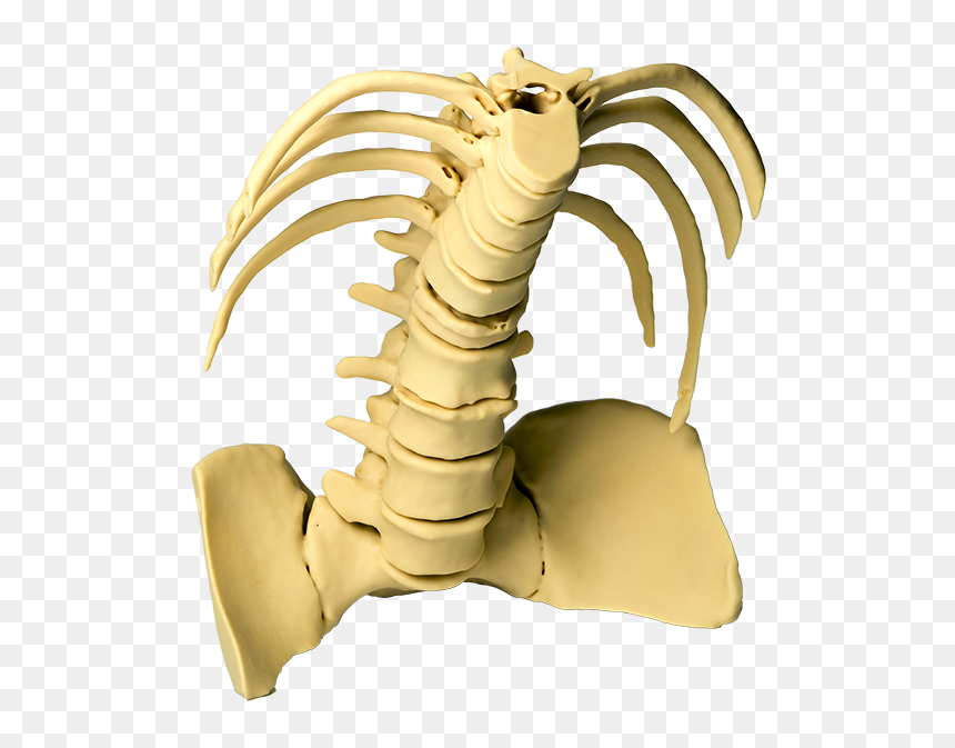 Dinosaur Torso, HD Png Download - torso png