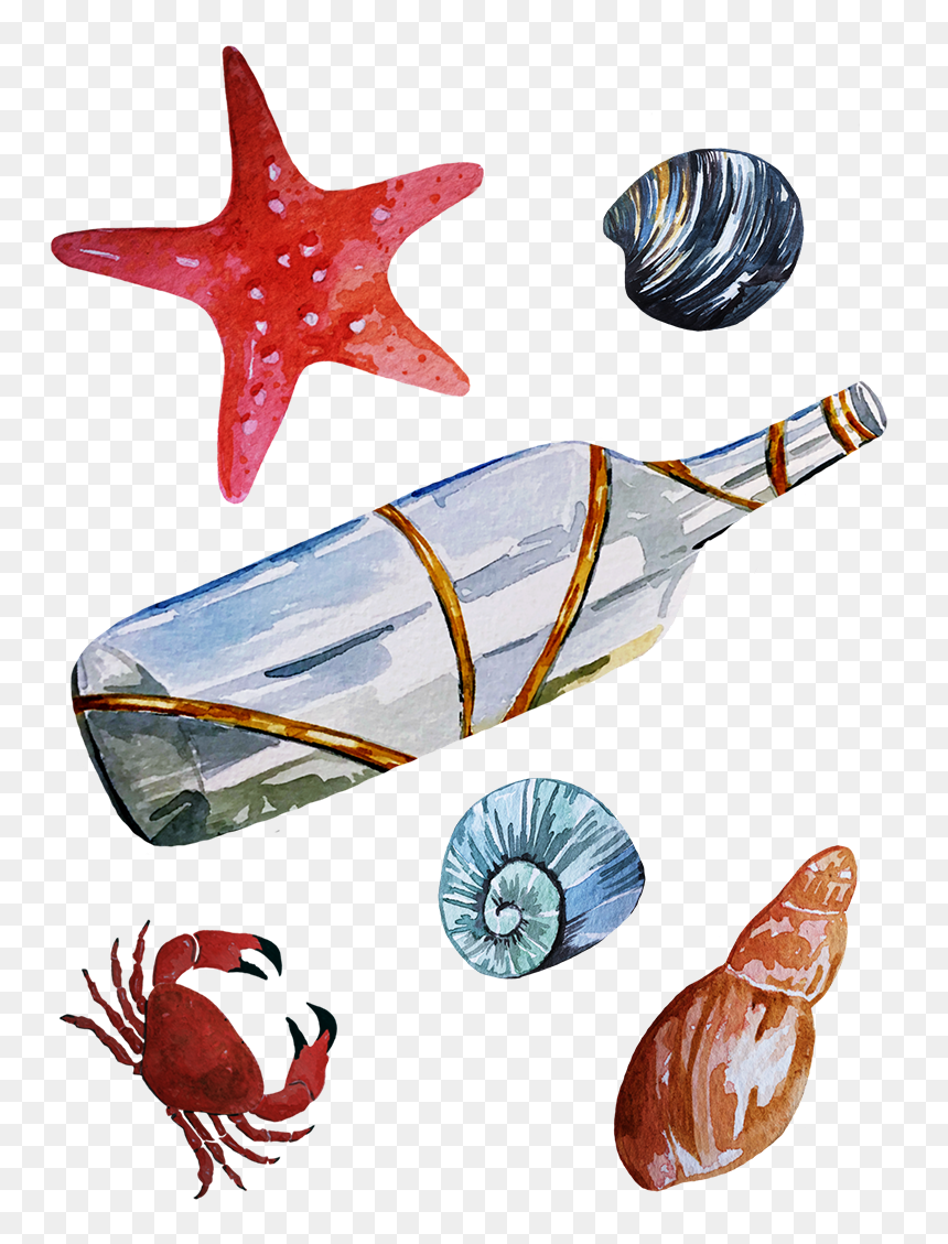 Seaside Illustration Maritime Illustration Seashells - Starfish, HD Png Download - starfish clip art png
