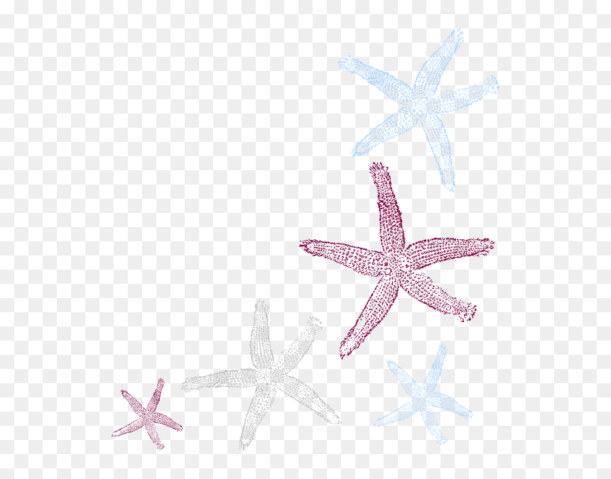 Clip Art, HD Png Download - starfish clip art png