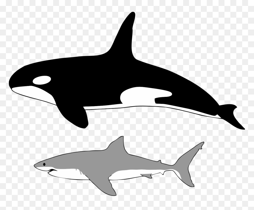 Orca Size, HD Png Download - great white png