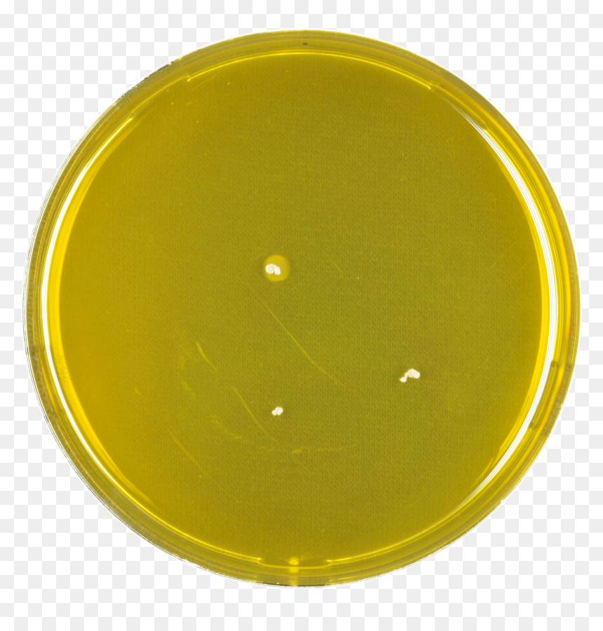 Aspergillus Purpureus Meaox - Circle, HD Png Download - petri dish png