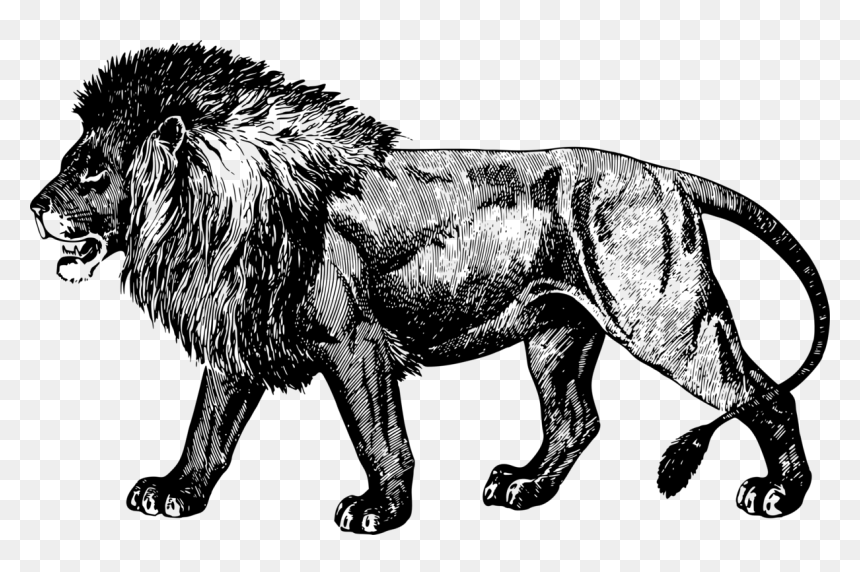 Wildlife,big Cats,roar - Masai Lion, HD Png Download - roar png