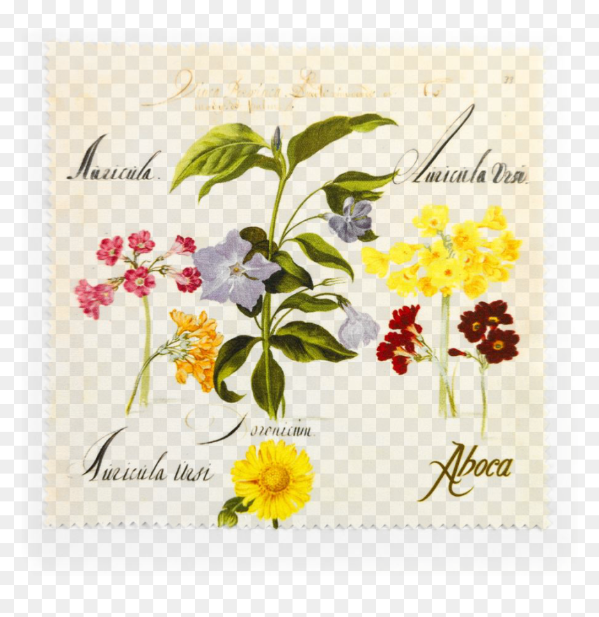 Picture Of Flower Cloth Periwinkle - Rosa Canina, HD Png Download - flowers illustration png