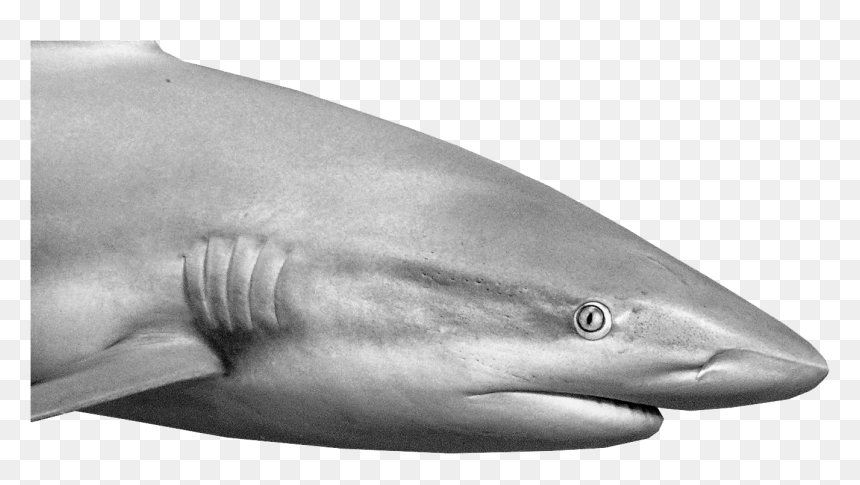 Reef Shark Inspects The Diver - Tiger Shark, HD Png Download - great white png