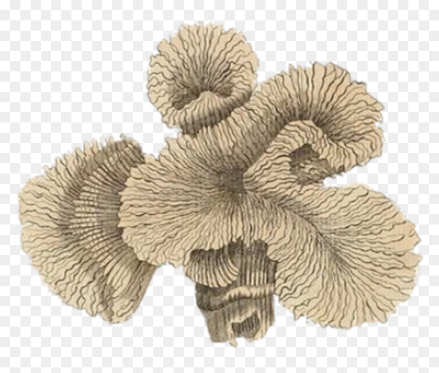 Vintage Coral Illustration, HD Png Download - coral png