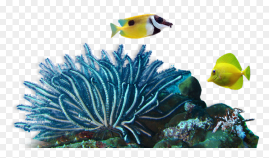 Coral Reef, HD Png Download - coral png
