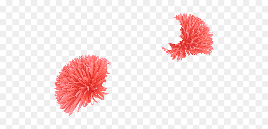 Chrysanths, HD Png Download - coral png