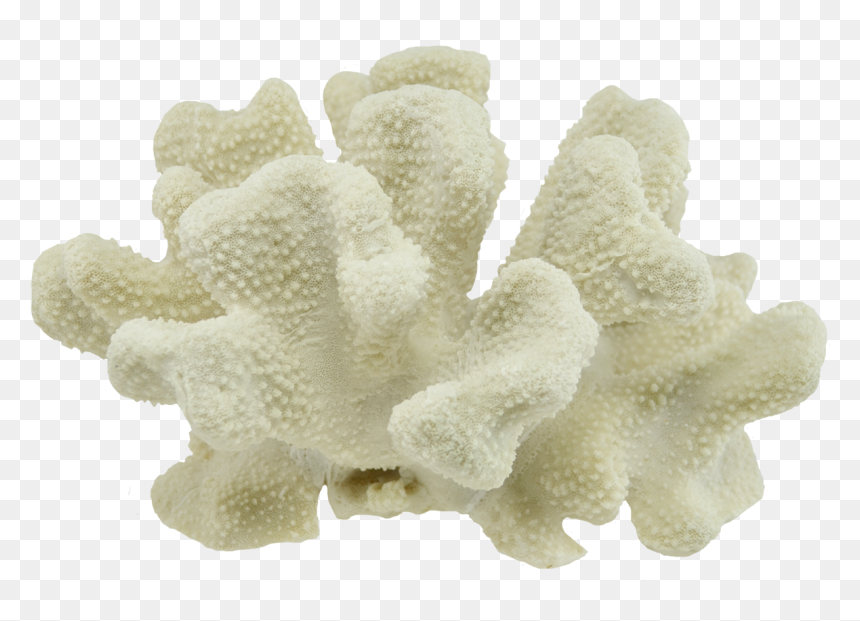 Coral, HD Png Download - coral png