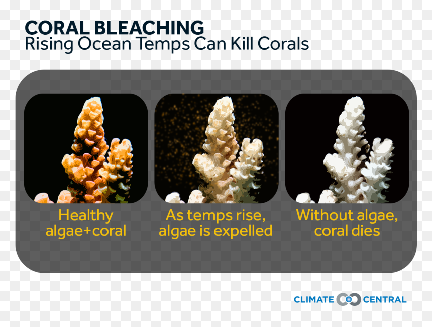 Effect Of Temperature On Coral Reefs, HD Png Download - coral png