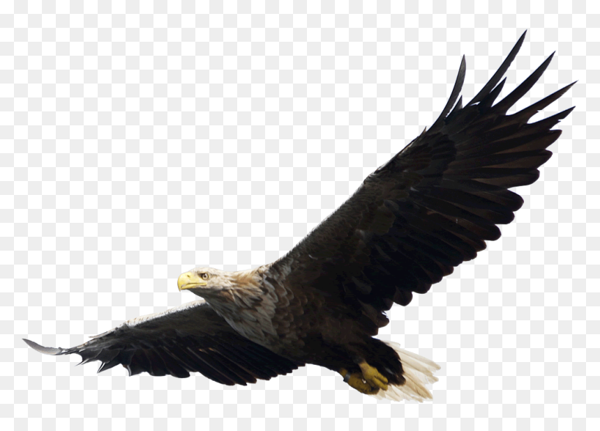 Eagle Png, Transparent Png - bald eagle png