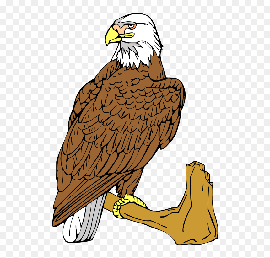 Eagle, HD Png Download - bald eagle png