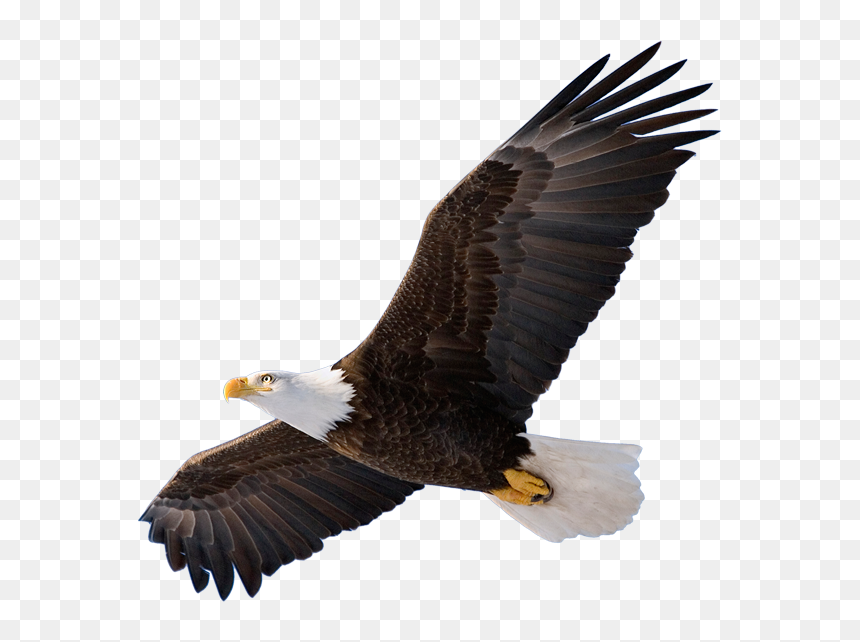 Eagle Png, Transparent Png - bald eagle png