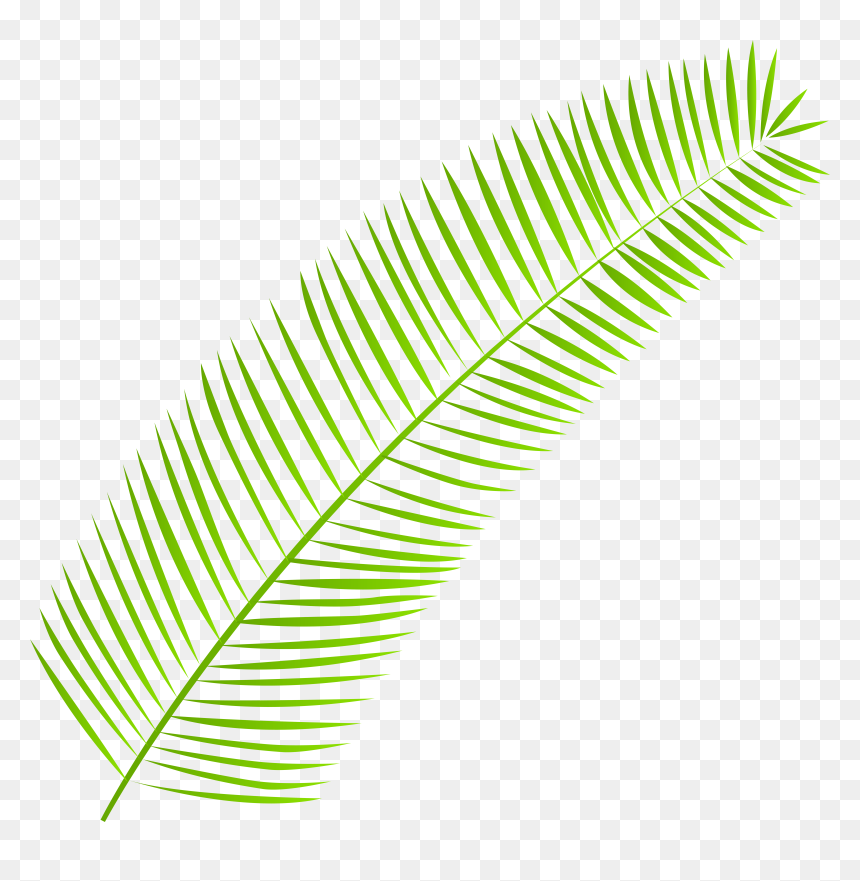 Palm Leaf Png, Transparent Png - palm leaf png