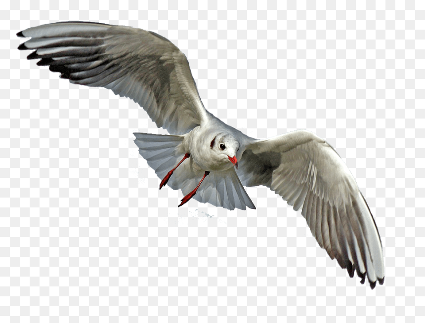 Sea Bird No Background, HD Png Download - animals png