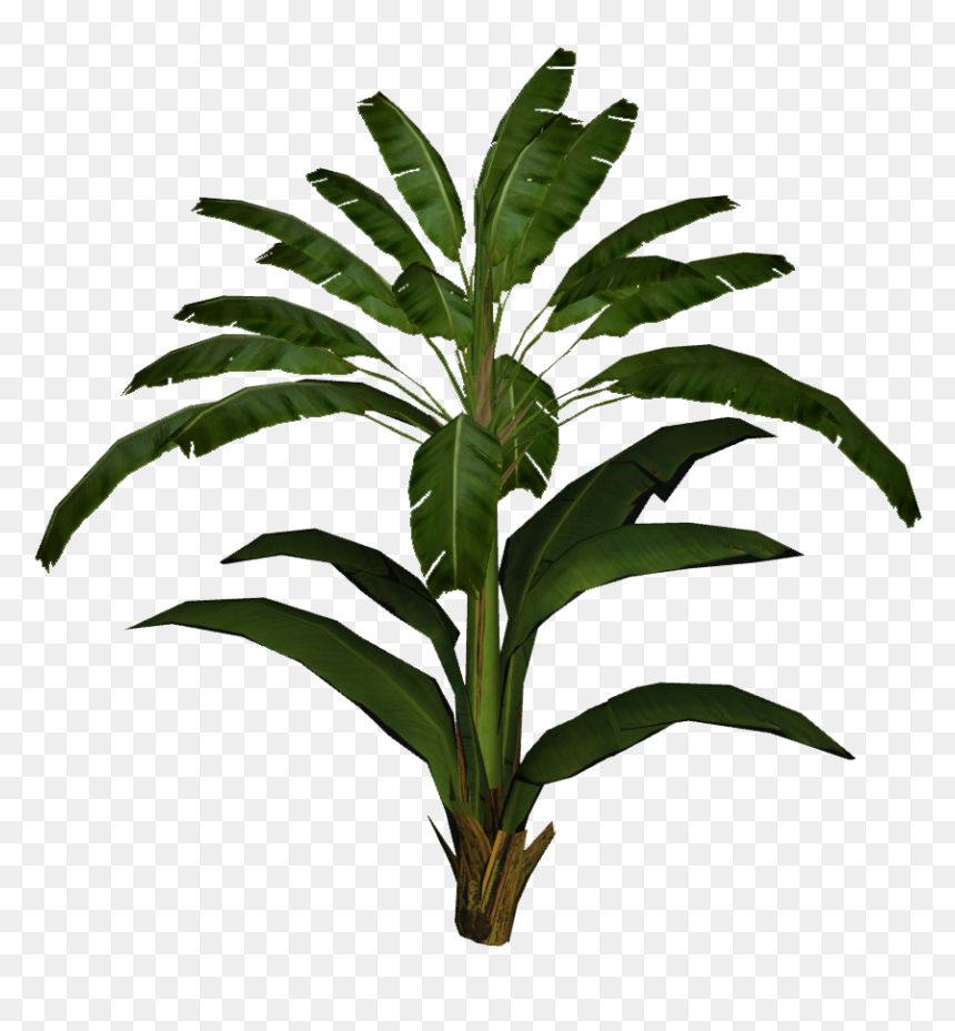 Palm Leaf Plant Png, Transparent Png - palm leaf png