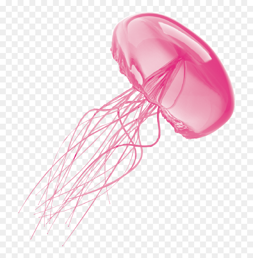 Transparent Background Jellyfish Transparent, HD Png Download - jellyfish png