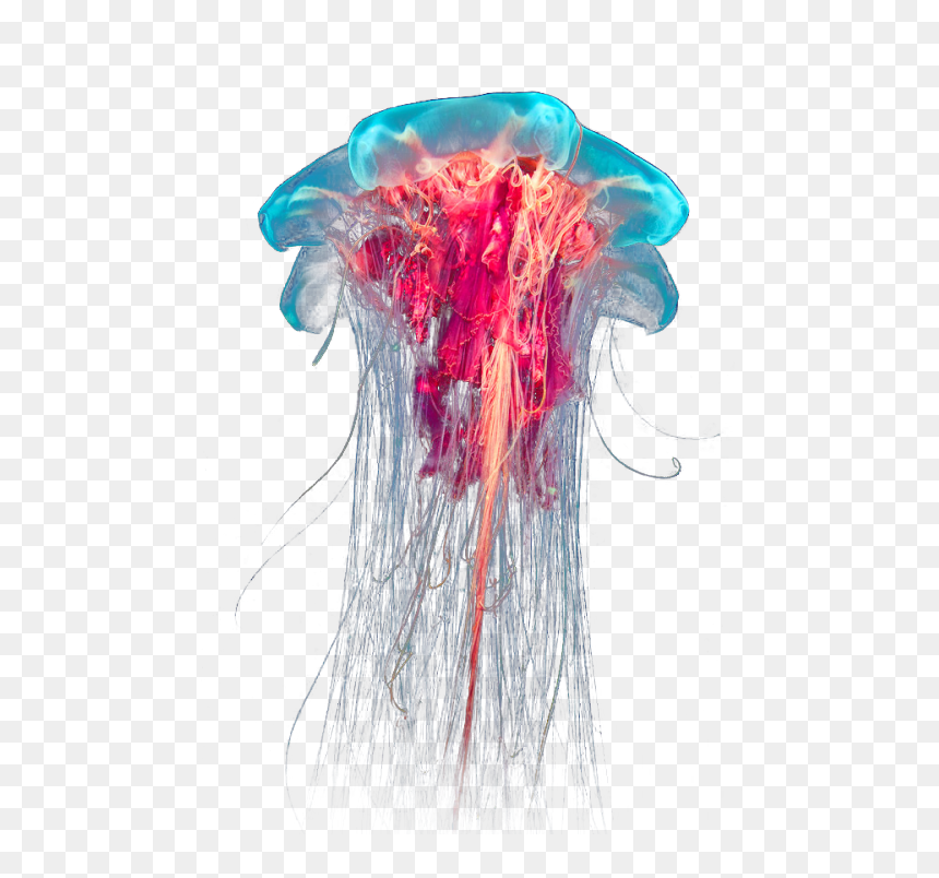 Transparent Jellyfish, HD Png Download - jellyfish png