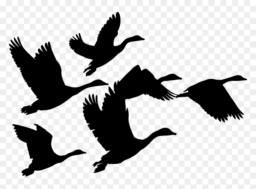 Flock Of Geese Silhouette, HD Png Download - animals png
