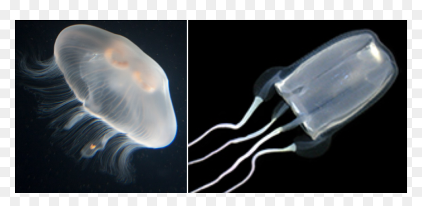 Jellyfish, HD Png Download - jellyfish png