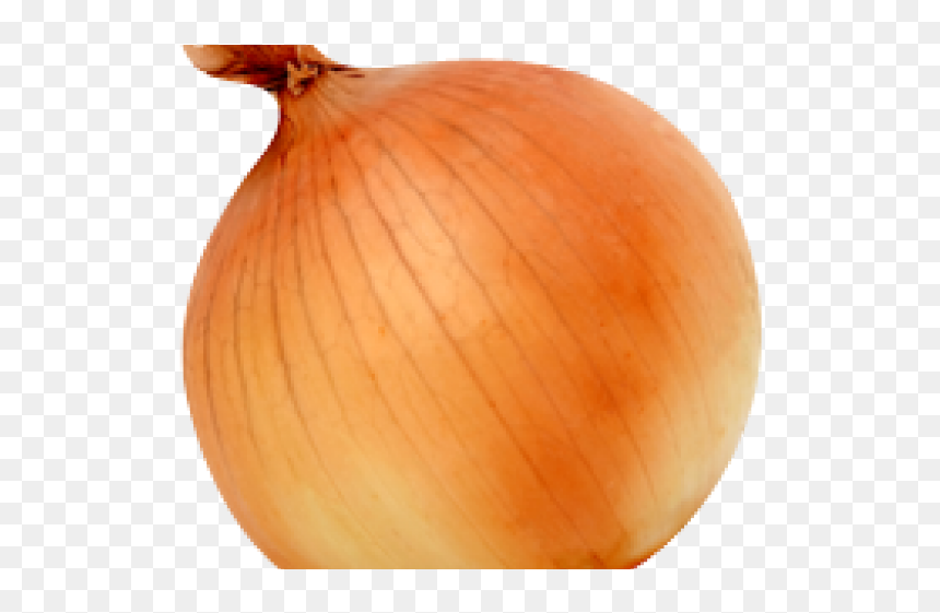 Squash, HD Png Download - onion png