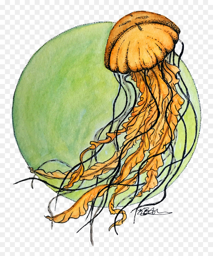 Jellyfish, HD Png Download - jellyfish png