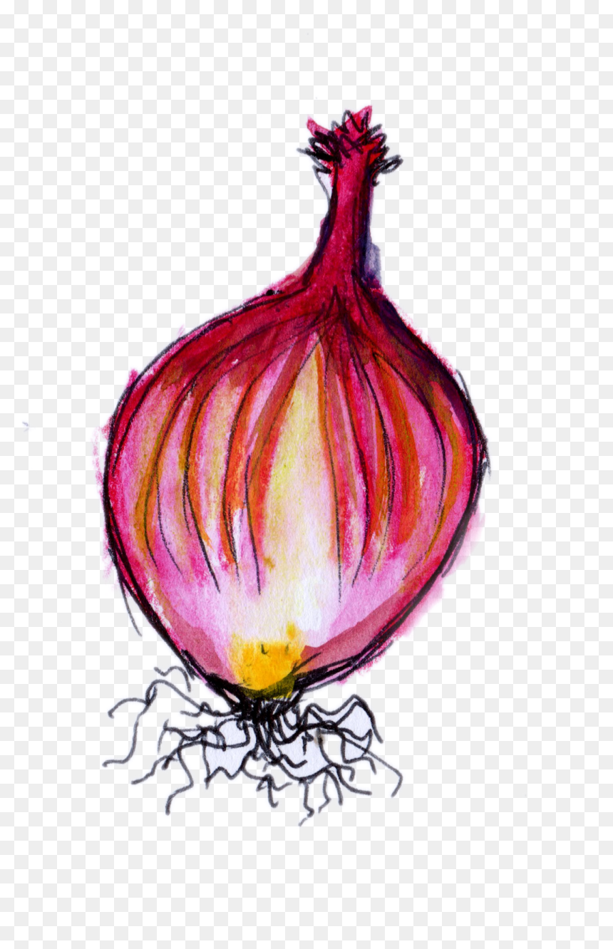 Red Onion, HD Png Download - onion png