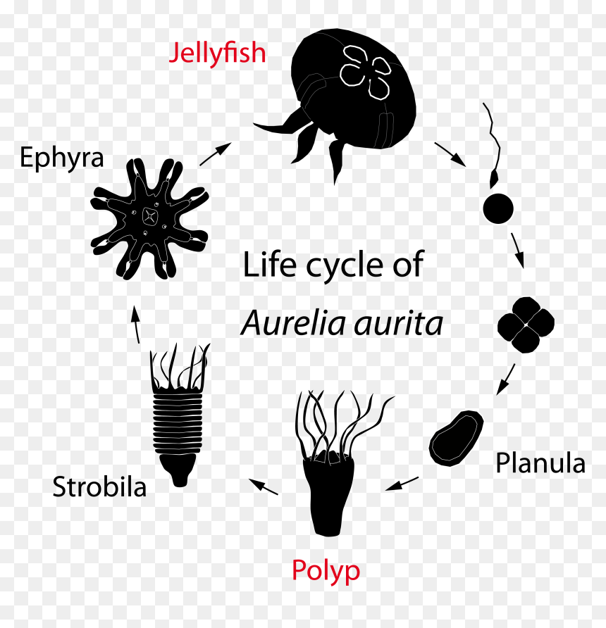 Metamorphosis Of A Jellyfish, HD Png Download - jellyfish png