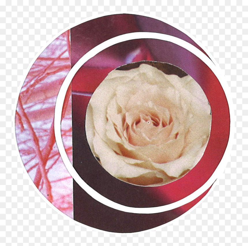 Rosa × Centifolia, HD Png Download - full moon png