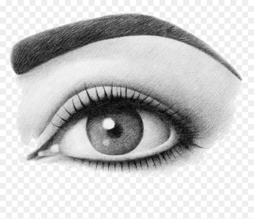 Sketch, HD Png Download - eyebrows png