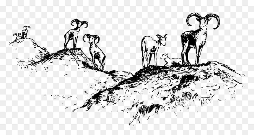 Animal, Ewe, Game Asset Call, Lamb, Mammal, Ram, Sheep - Sheep Ram Ewe Pixabay, HD Png Download - ram animal png