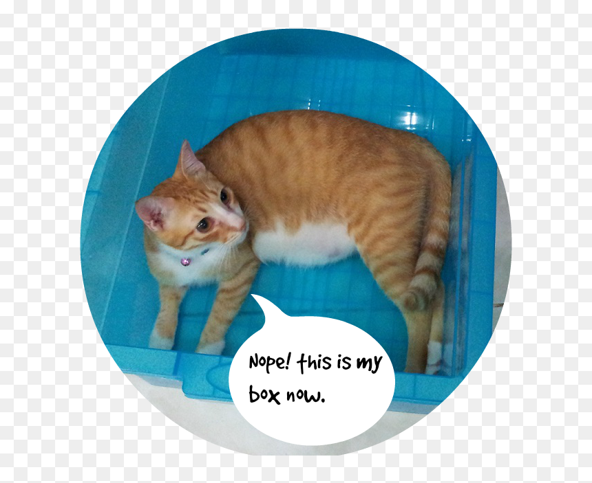 20131120 205159a - Tabby Cat, HD Png Download - cat meme png