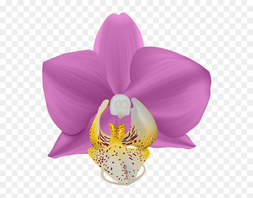 Transparent Png Clip Art - Clip Art, Png Download - purple orchid png