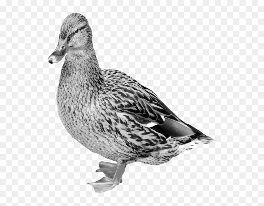 Mallard Png Free Download - Goose Bill Vs Duckbill, Transparent Png - mallard duck png