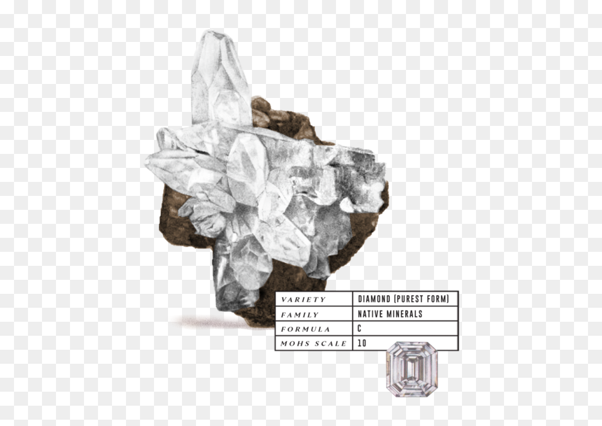 Rose, HD Png Download - alexander the great png