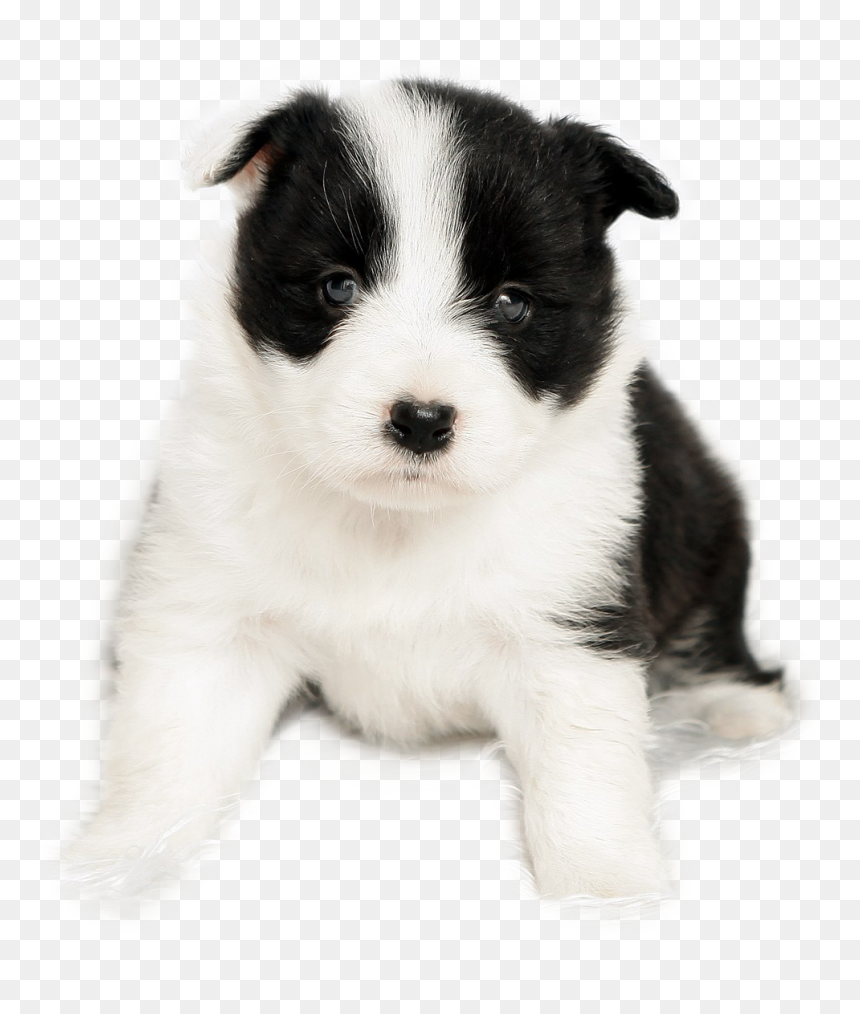 Transparent Border Collie Clipart - Border Collie 3 Babys, HD Png Download - border collie png