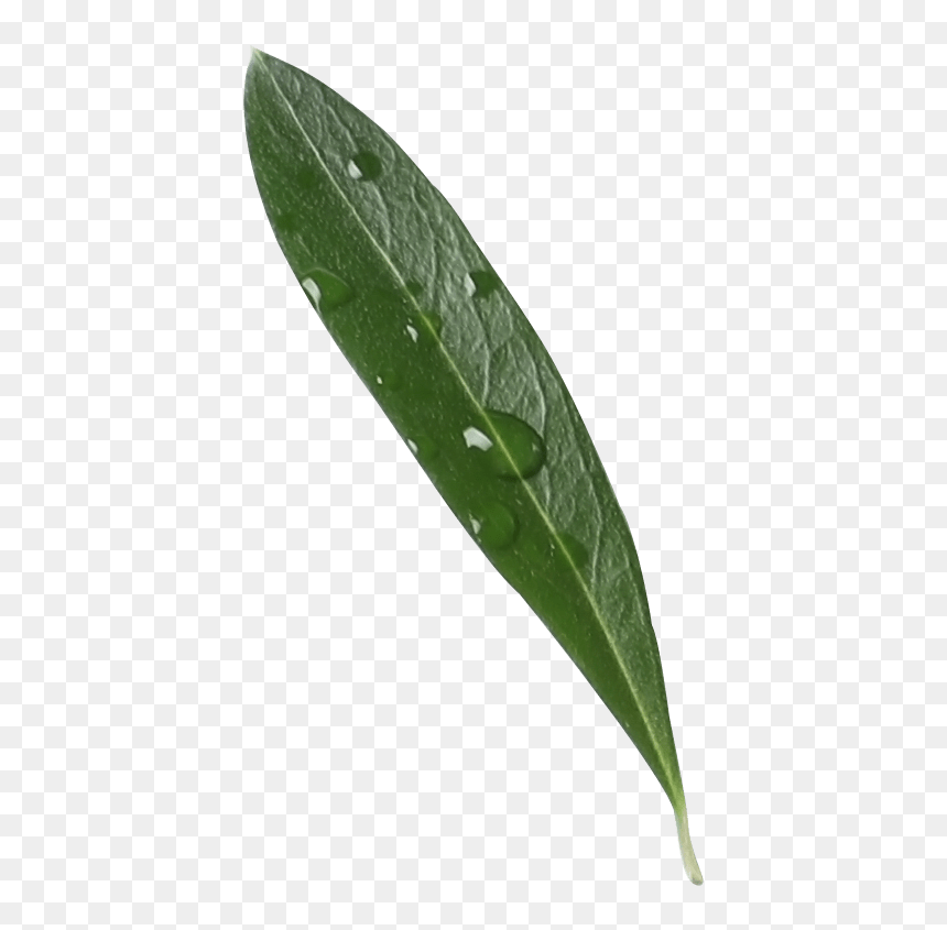 Greek Olive Oil Leaf - Japanese Camellia, HD Png Download - greek leaves png