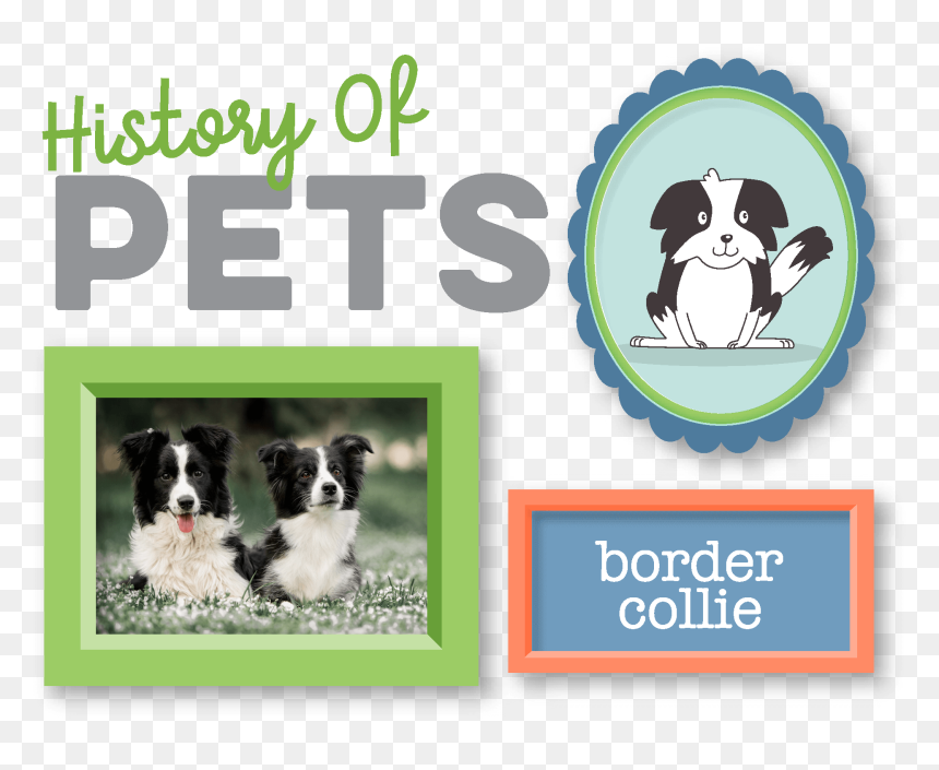 History Of Pets, HD Png Download - border collie png