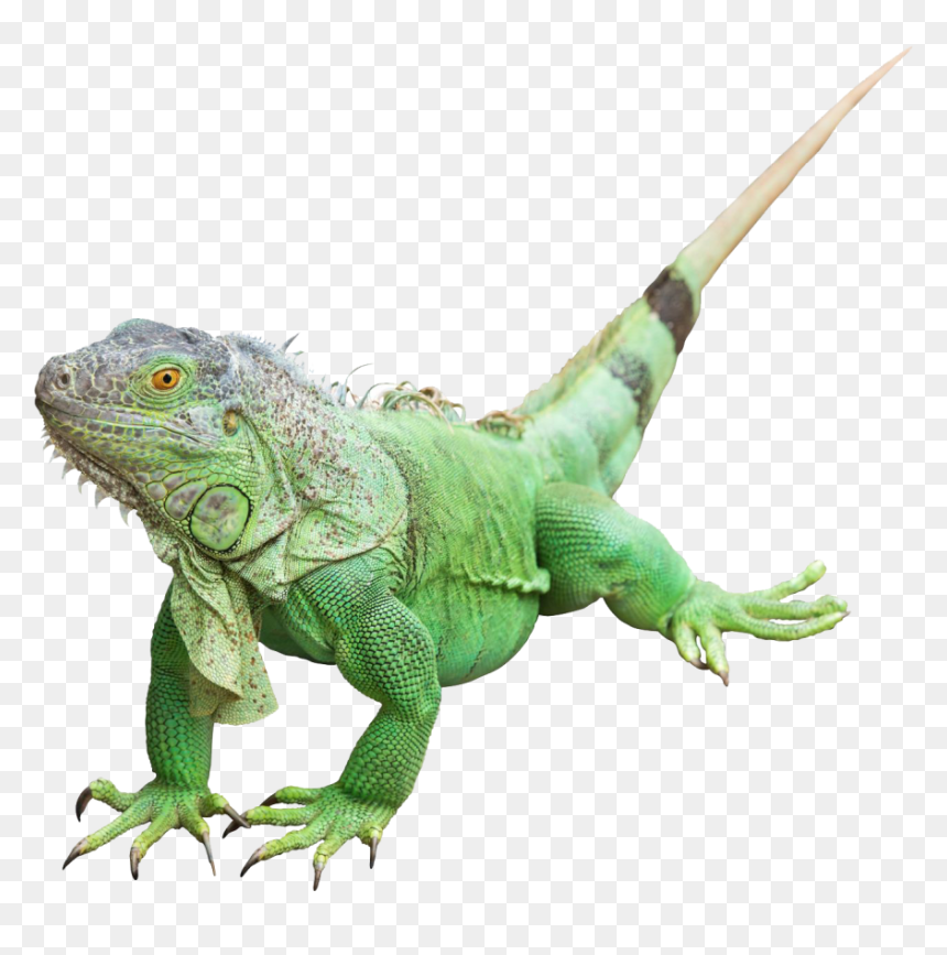 Reptile Common Iguanas Lizard Green Iguana Image - Iguana Png, Transparent Png - reptile png