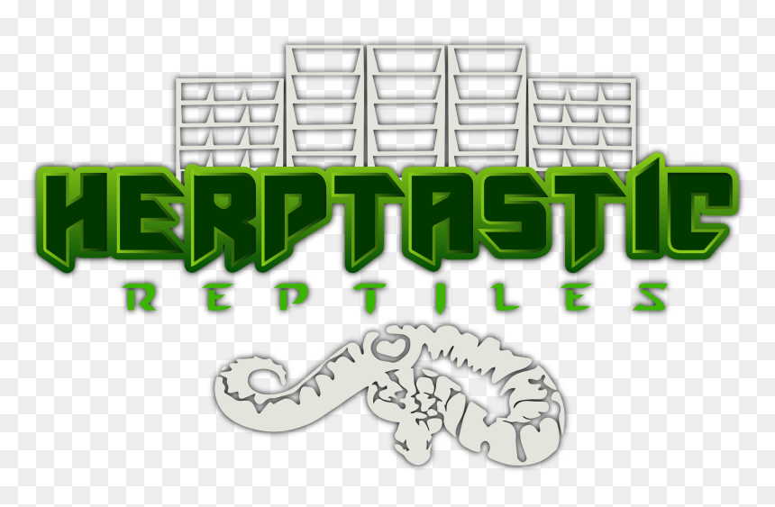 Herptastic - Python, HD Png Download - reptile png