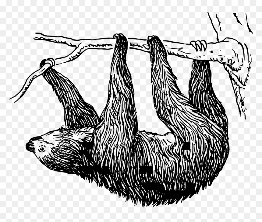 Sloth Clipart Black And White, HD Png Download - sloth face png