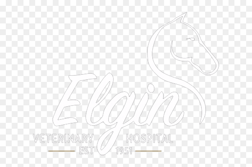 Transparent Vet Png - Stallion, Png Download - hospital bed png