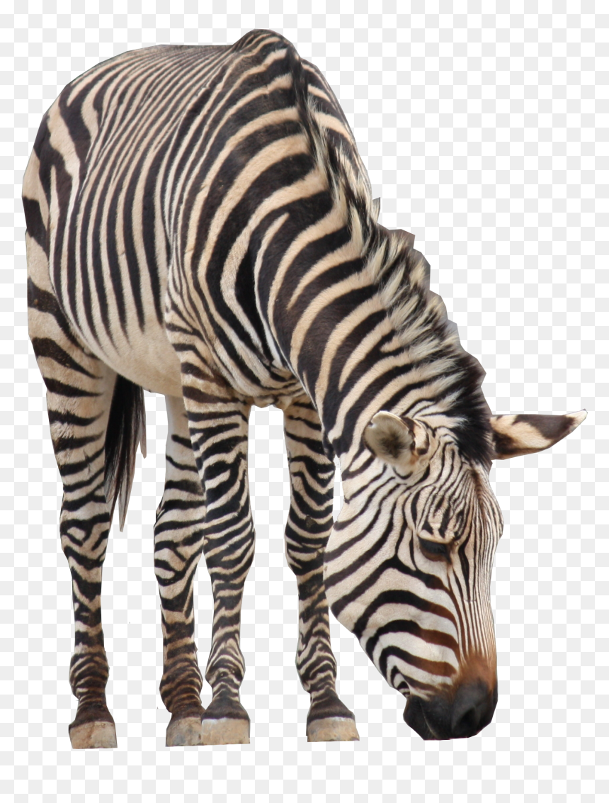 037a - Hartmann's Mountain Zebra, HD Png Download - zebra head png