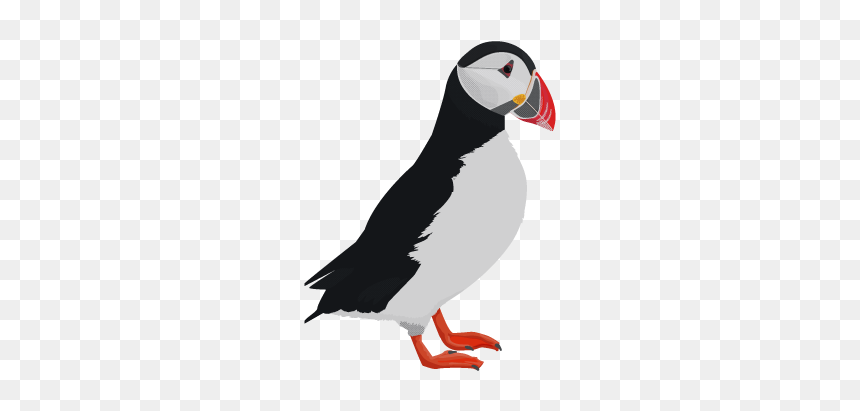Puffin - Puffin Png Clipart, Transparent Png - puffin png