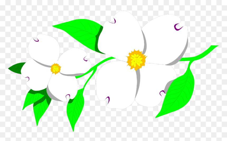 Free Stock Photos - North Carolina State Flower, HD Png Download - dogwood tree png