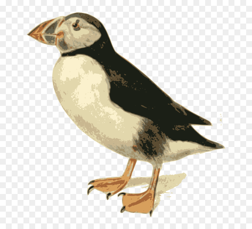Flightless Bird,water Bird,atlantic Puffin - Atlantic Puffin, HD Png Download - puffin png