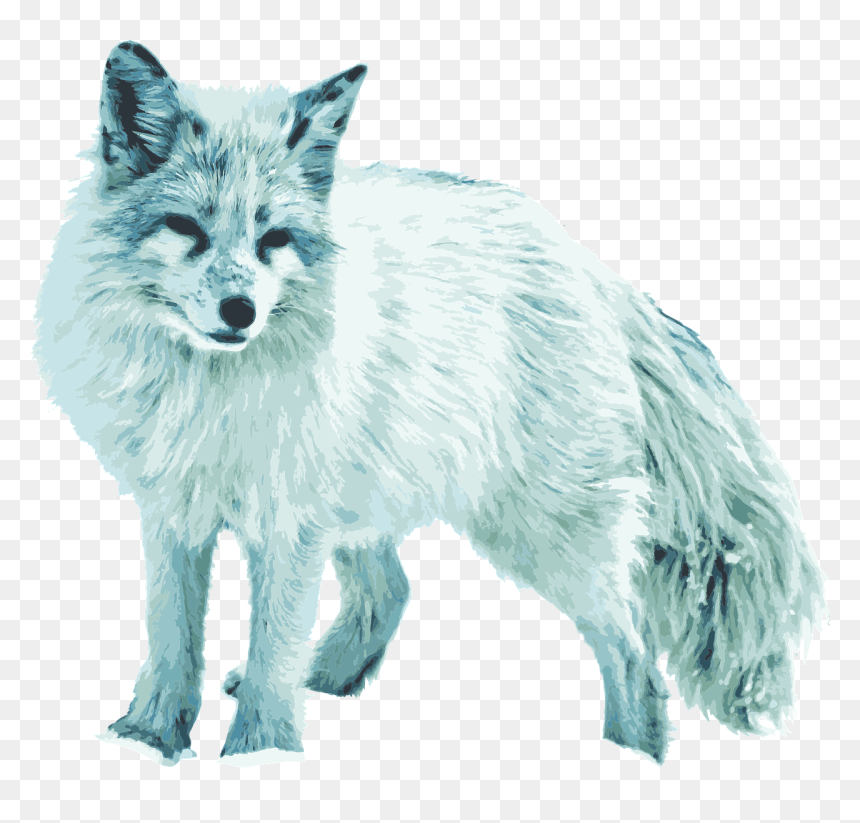 Arctic Fox White Fox Vixen Free Photo - Arctic Fox Transparent, HD Png Download - video vixen png