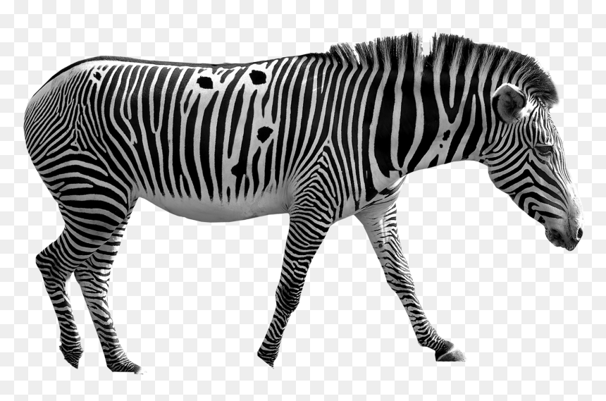 Zebra, HD Png Download - zebra head png