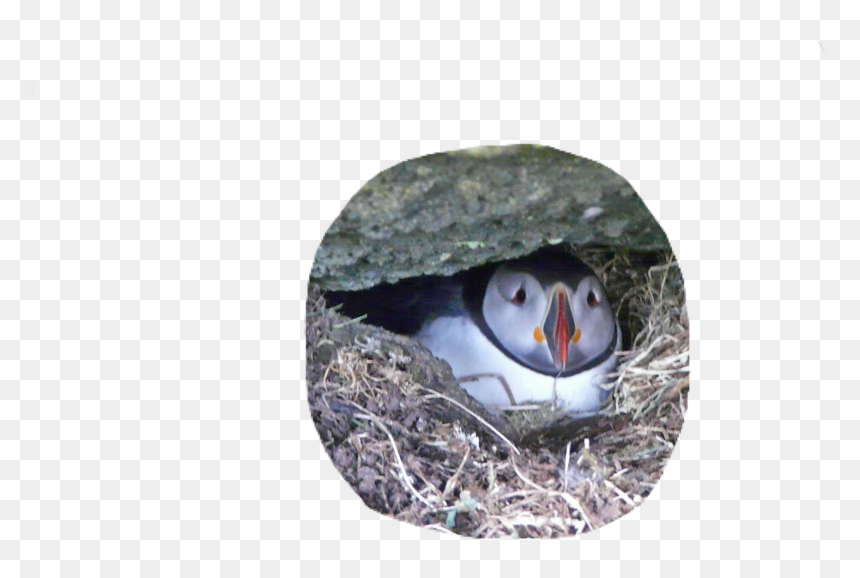 #puffin #bird #cute #pngs #png #lovely Pngs #usewithcredit - Atlantic Puffin, Transparent Png - puffin png