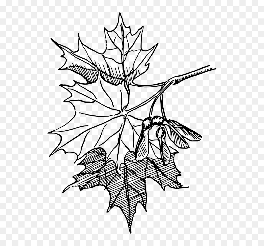 Dogwood Tree Drawing 18, Buy Clip Art - Maple Leaf Line Art, HD Png Download - dogwood tree png