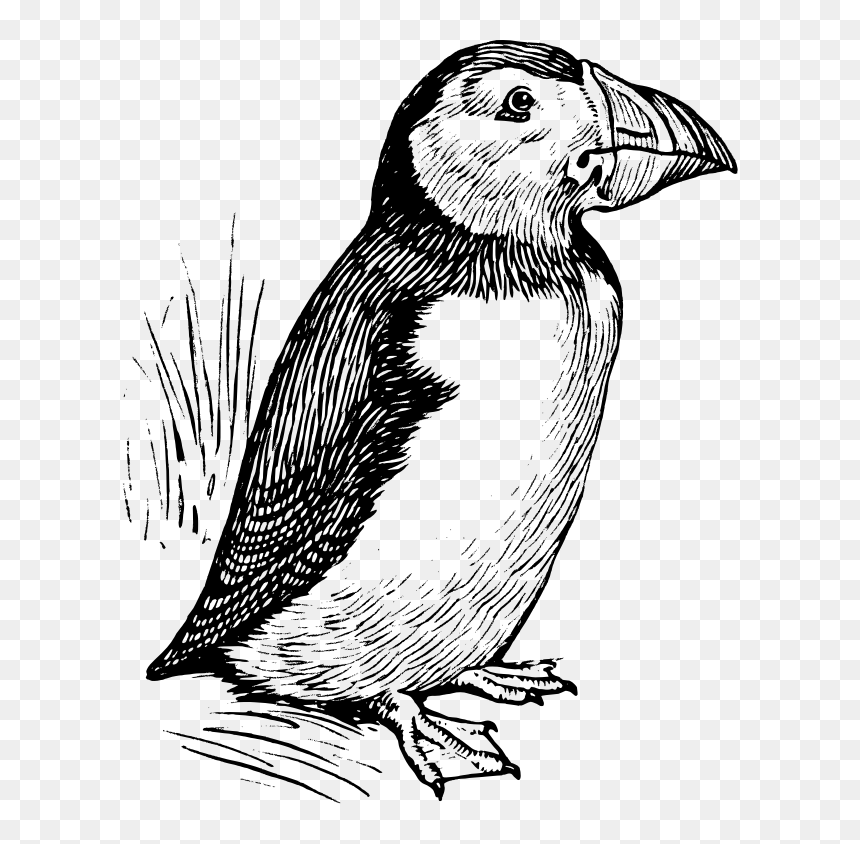 Puffin - Puffin Black And White Illustration, HD Png Download - puffin png